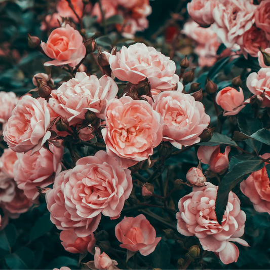 From Garden to Glow: The Enchanting Influence of Roses on Skincare