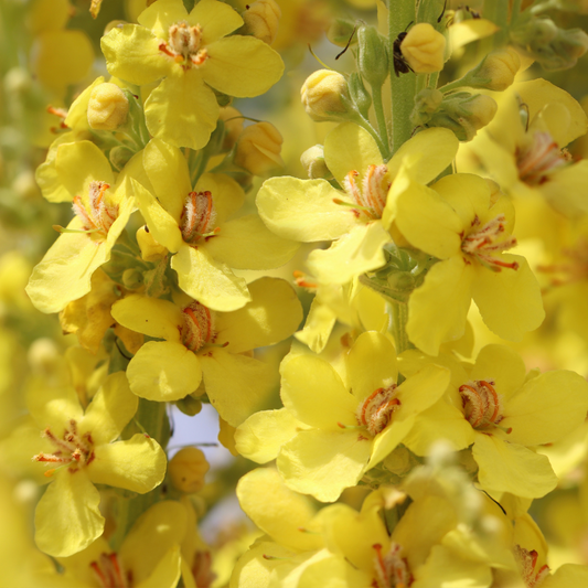 Beyond the Wildflower: Diving into the Myriad Benefits of Mullein