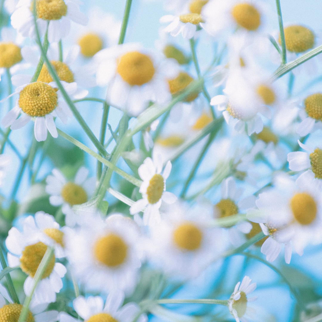 CHAMOMILE: The Many Uses in Herbal Medicine & Skincare