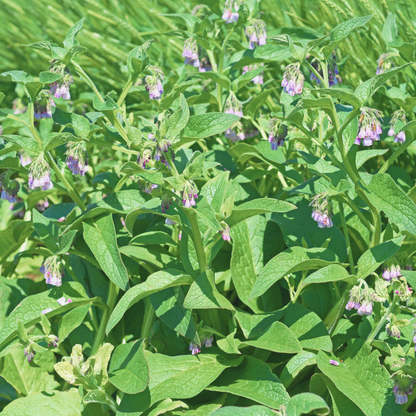 Comfrey Root Tincture