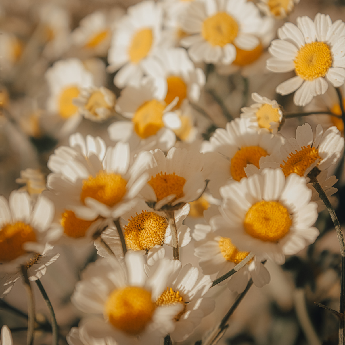 Chamomile Floral Tincture